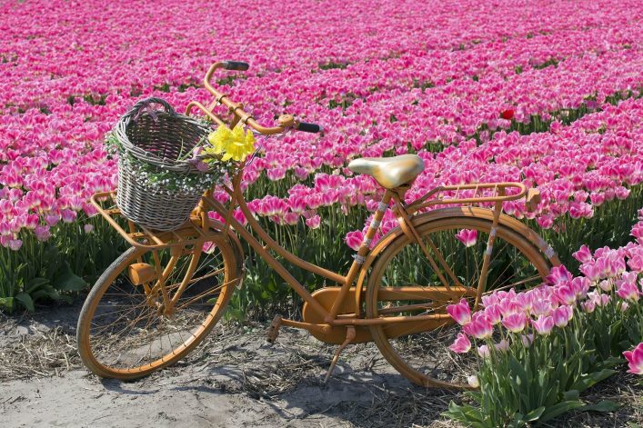 Fahrrad vor einem blühenden Tulpenfeld im Keukenhof