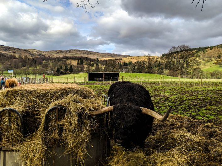 Schottisches Hochlandrind