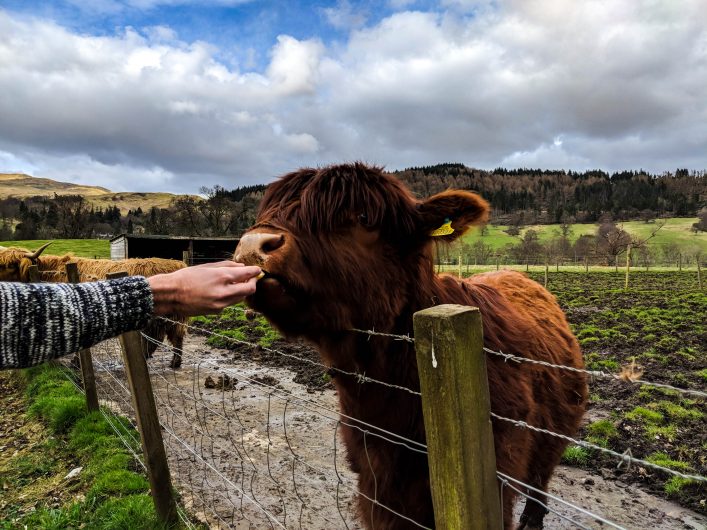 Schottisches Hochlandrind