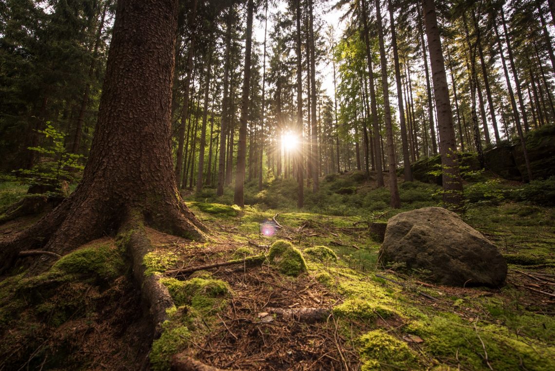Spaziert durch einen Wald in der Sächsischen Schweiz.