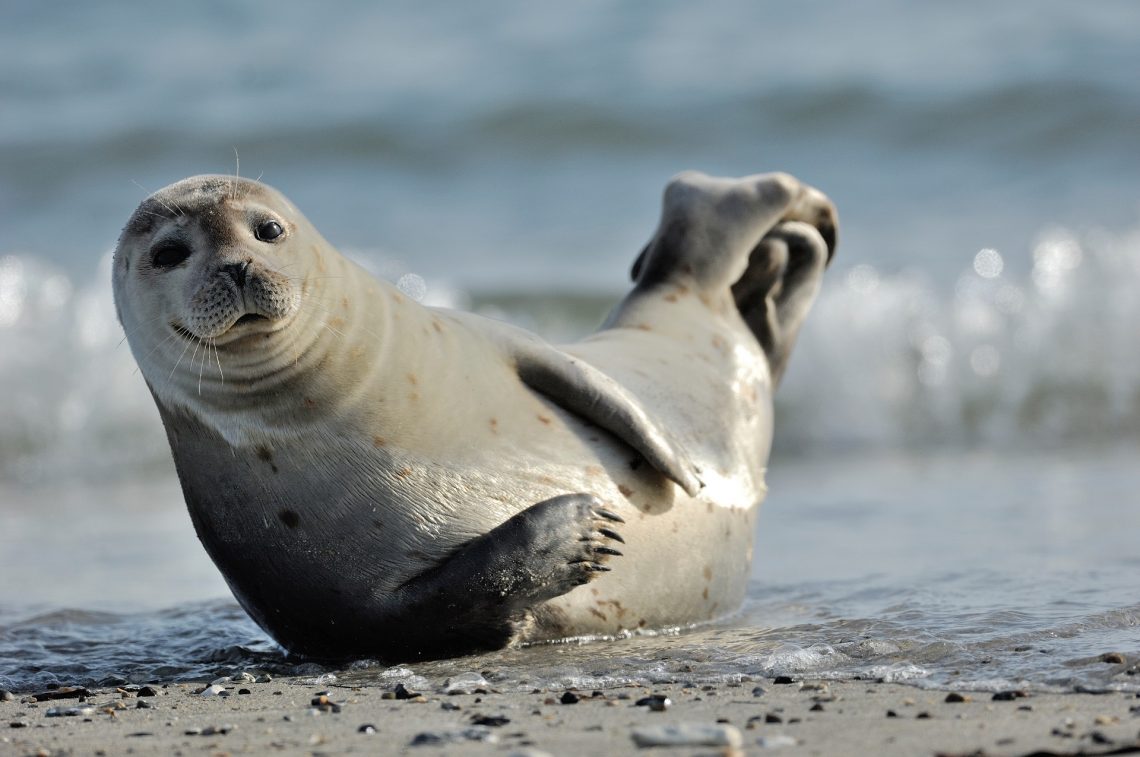 Robben auf Sylt