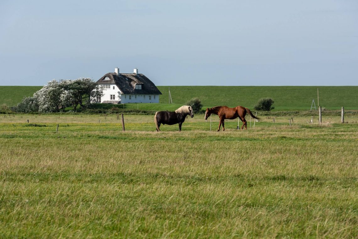 Pellworm in der Nordsee