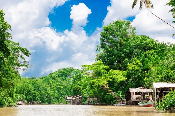 Entdeckt auf dem Boot die Flora und Fauna des Regenwalds