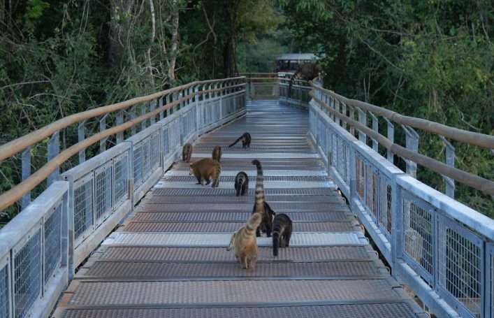 Südamerikanische Nasenbären tummeln sich an den Iguazu Wasserfällen