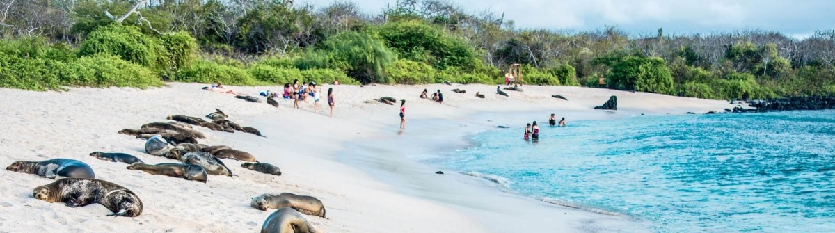 Seelöwen im Nationalpark auf den Galapagosinseln in Ecuador