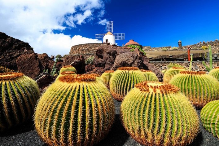 Große, kugelförmige Kakteen befinden sich im Vordergrund eines trockenen Gartens. Auf einem Hügel im Hintergrund steht eine weiße Windmühle unter einem blauen Himmel. Ein beliebtes Ziel auf Kreuzfahrtrouten.