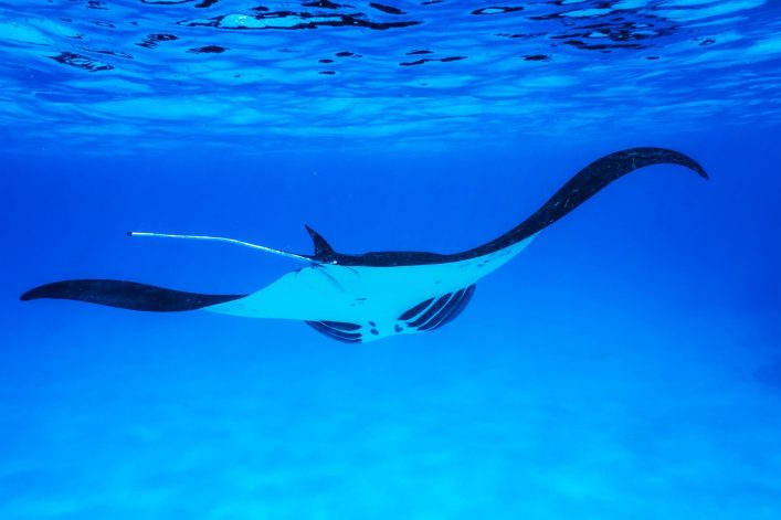 Mantarochen im Meer