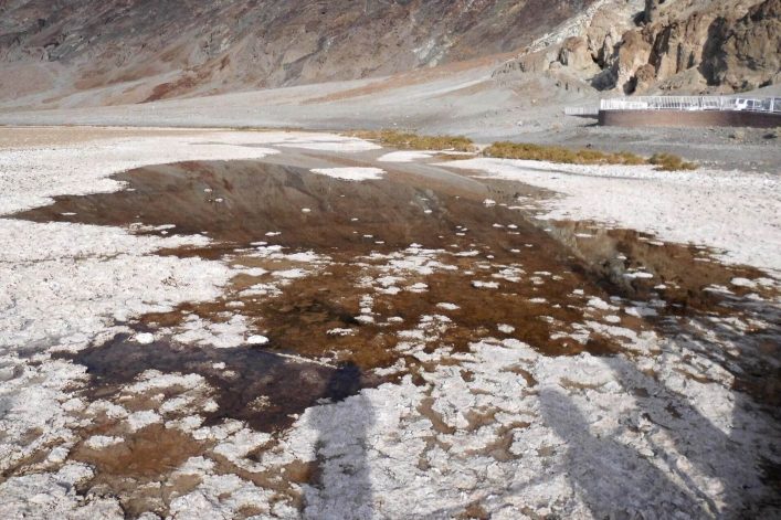 Salze am Badwater Basin in Death Valley