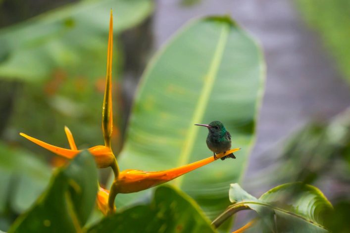 Auf Martinique werdet ihr bestimmt Kolibris zu Gesicht bekommen