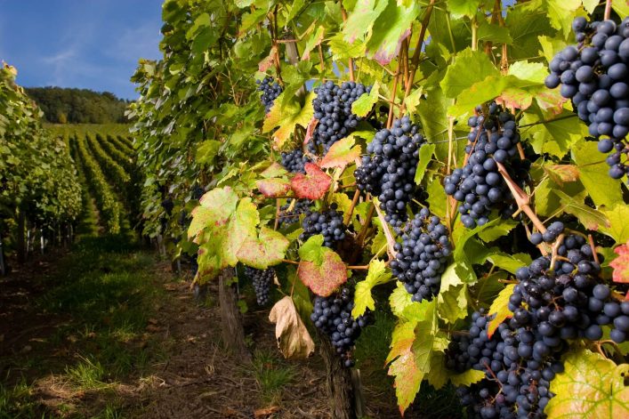 Pinot-gris-Reben-in-Okanagan-BC-iStock-172293909