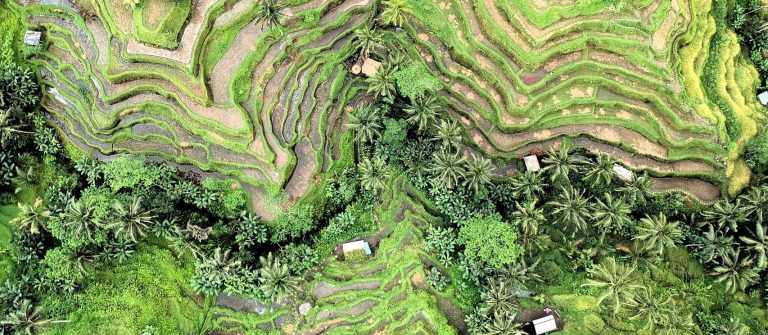 Blick von oben auf die Reisterrassen in Ubud auf Bali. chema-photo-498935-unsplash