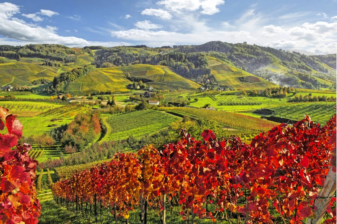 Ein Weinanbaugebiet in Baden-Württemberg