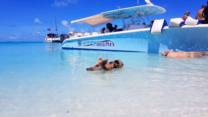 Schwimmende Schweine auf den Bahamas