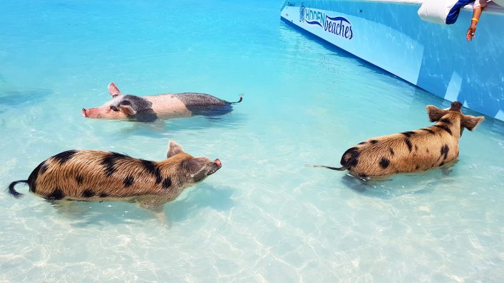 Schwimmende Schweine auf den Bahamas
