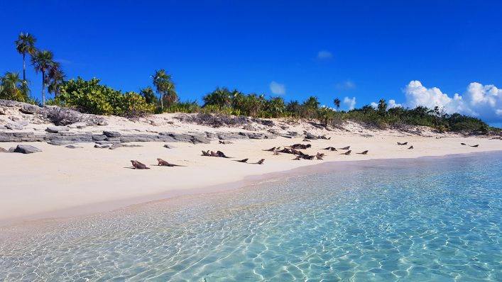 Leguane auf den Exumas