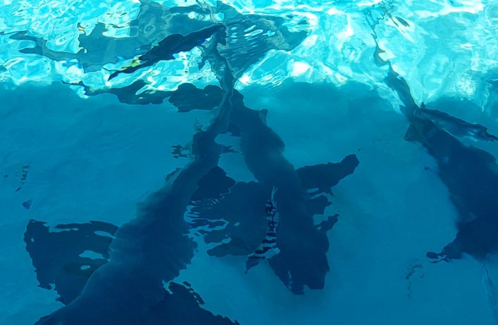 Schwimmen mit Ammenhaien auf den Bahamas