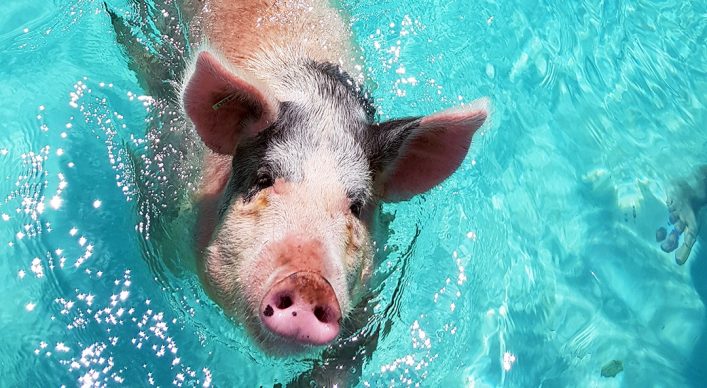 Schwimmende Schweine auf den Bahamas