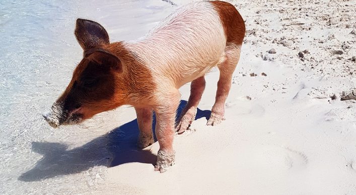 Schwein am Strand von Big Major Cay