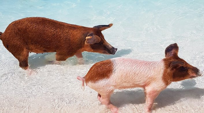 Zwei kleine Schweine am Strand von Big Major Cay