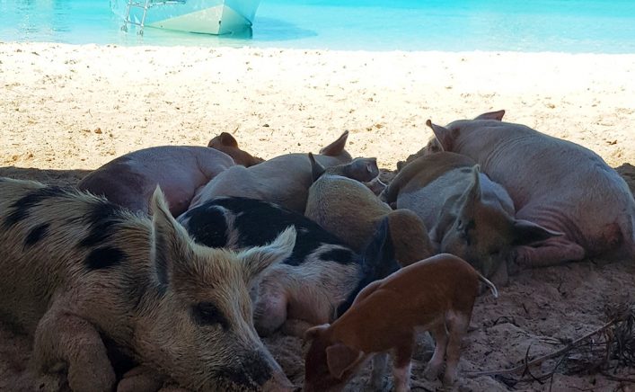 Schlafende Schweine am Strand von Big Major Cay