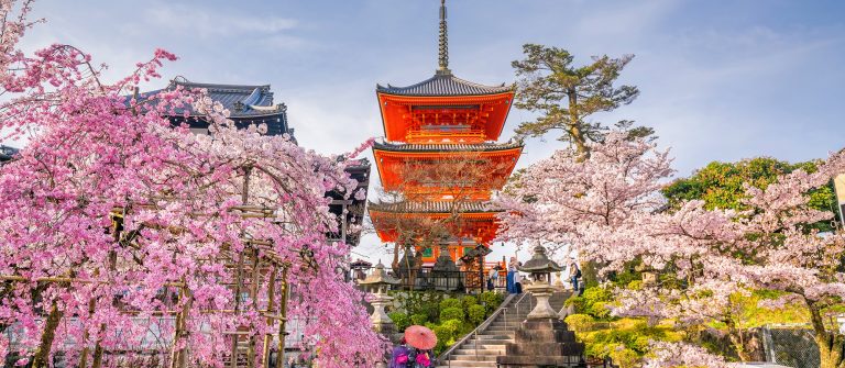 Kirschblüte in Kyoto