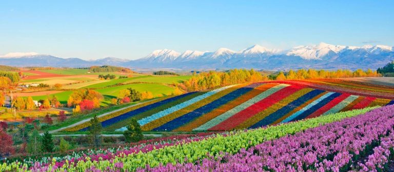 Panorama-Blumengaerten-Shikisai-Huegel-in-Biei-Japan_iStock-876007574_1920x1280