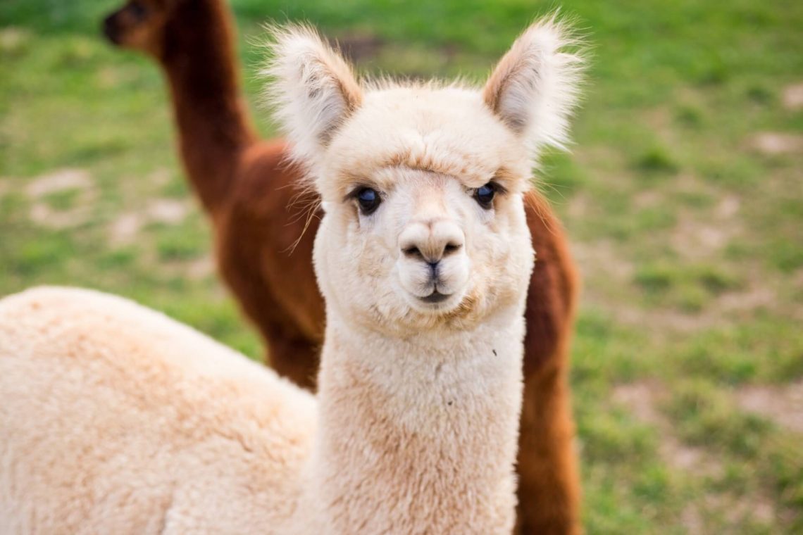 Ein Alpaka auf einer Wiese