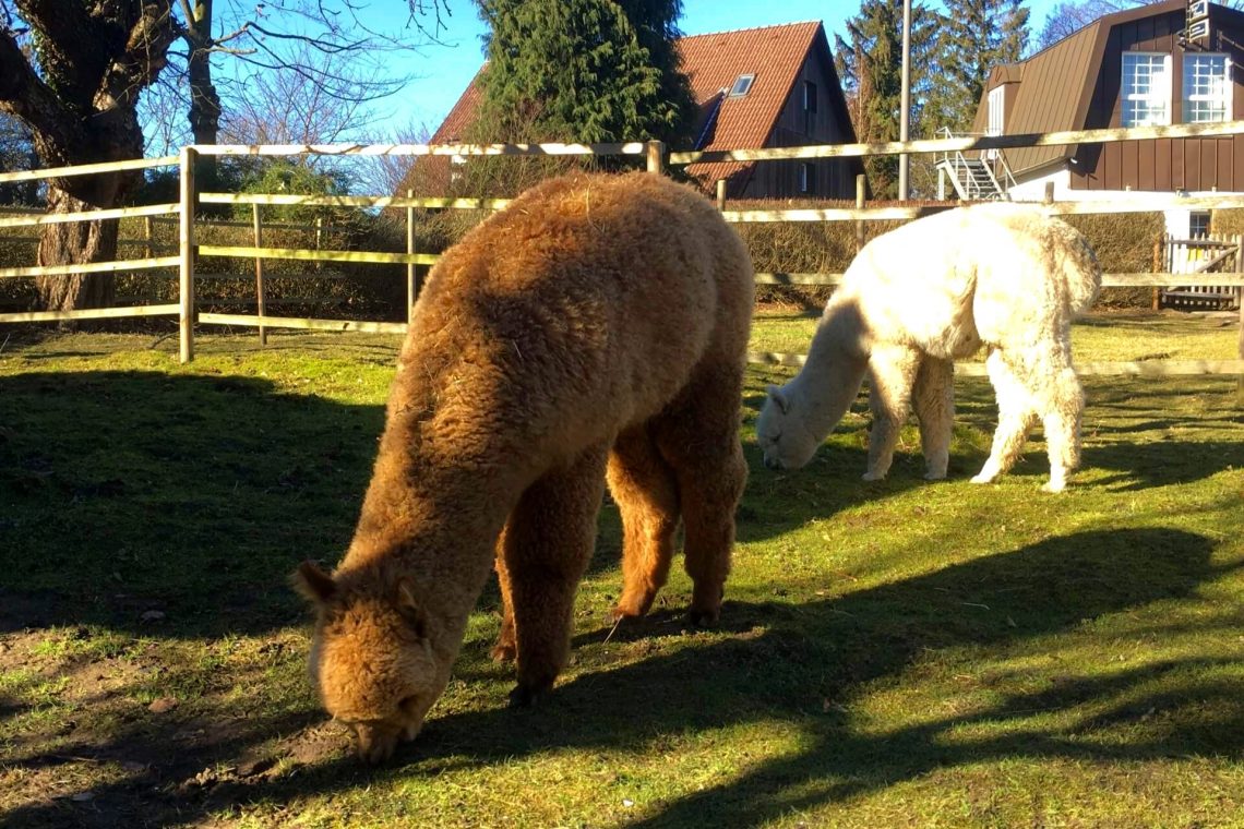 Daniels kleine Farm mit Alpakas