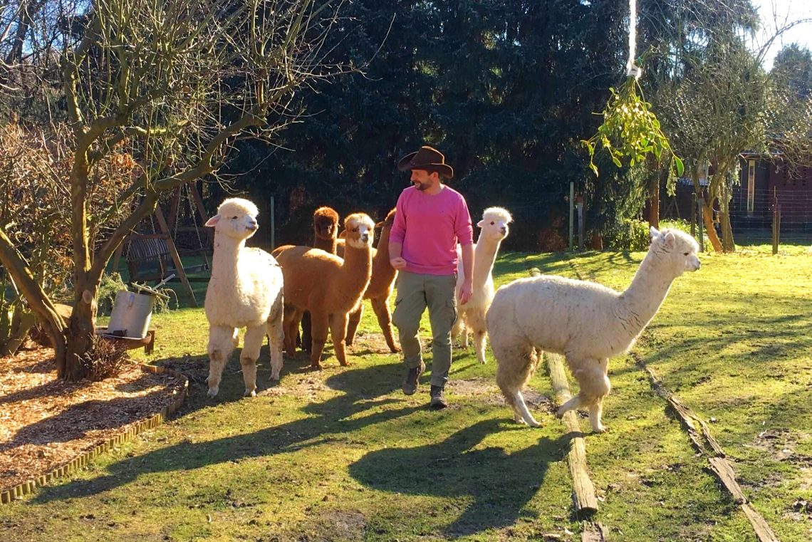 Daniel und seine Alpakas auf Daniels kleiner Farm