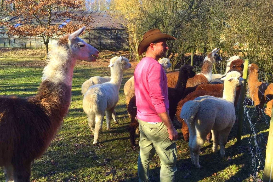 Daniel und seine Alpakas auf Daniels kleiner Farm