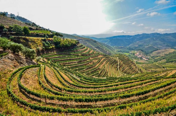 Weinberge von Portugal