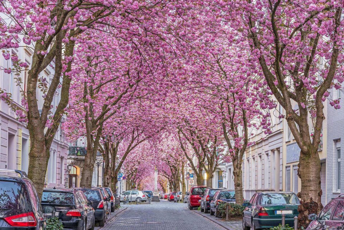 Kirschblüte in Bonn