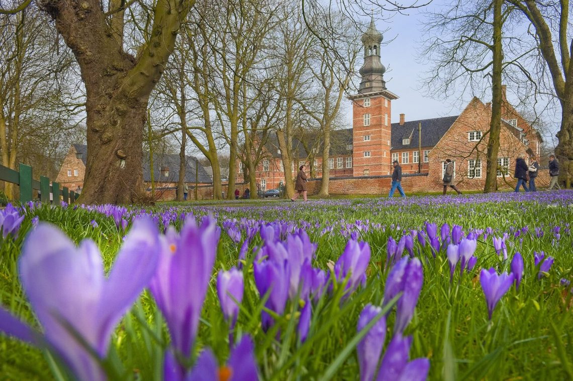 Krokusbluete_Husum_TSMHFoto-Oliver-Franke