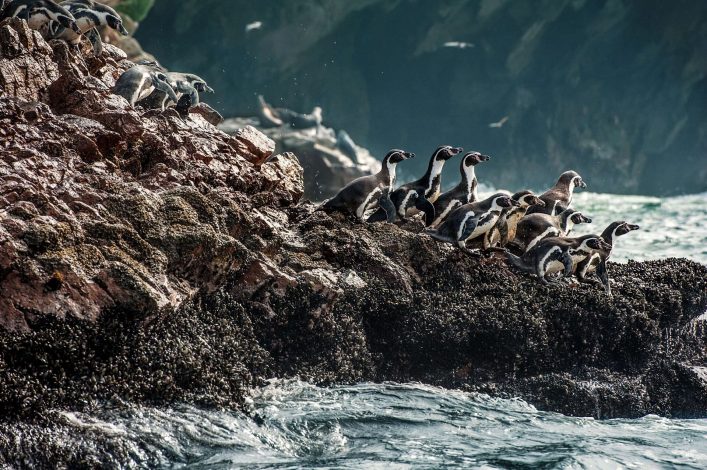 Eine Gruppe von Humboldtpinguinen klettern auf den Felsen zum Wasser