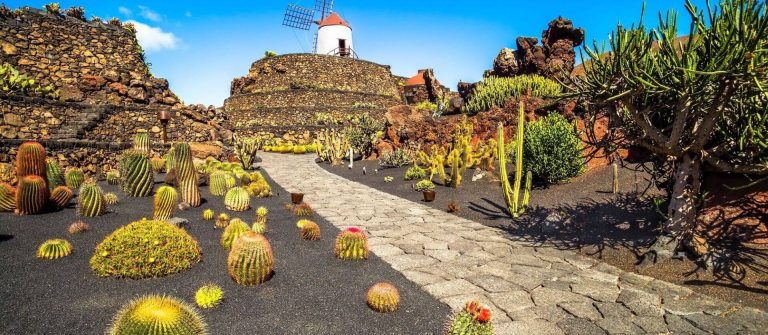 Bunte Kakteen auf schwarzem Vulkansand, gepflasterter Weg führt zu einer alten Windmühle auf einem Steinhügel, umgeben von Steinmauern und strahlend blauem Himmel im Hintergrund.