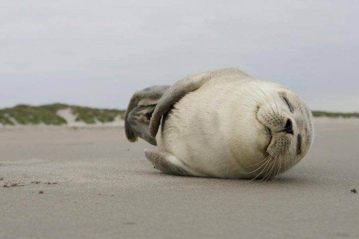 Robbe auf Ameland