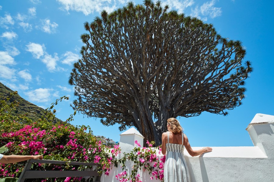 sales_drachenbaum_teneriffa_credit_visit_tenerife_DE_ICOD_DE_LOS_VINOS_DRAGO_1