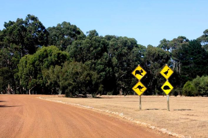 Straße auf Kangaroo Island: Drei gelbe Straßenschilder mit Tierabbildungen stehen rechts auf einer staubigen Landstraße; im Hintergrund erstreckt sich ein dichter Wald mit hohen, grünen Bäumen.