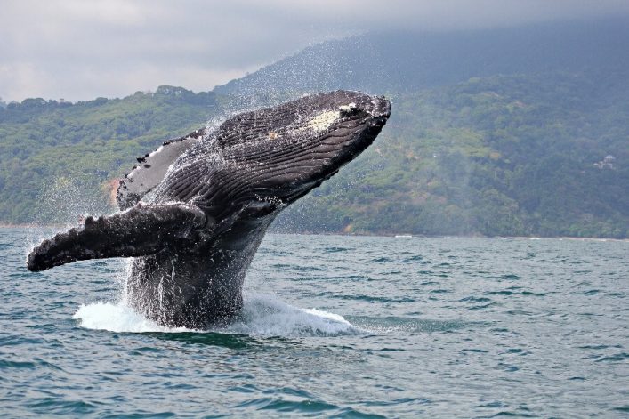 Wal vor dem Marino Ballena Nationalpark in Costa Rica