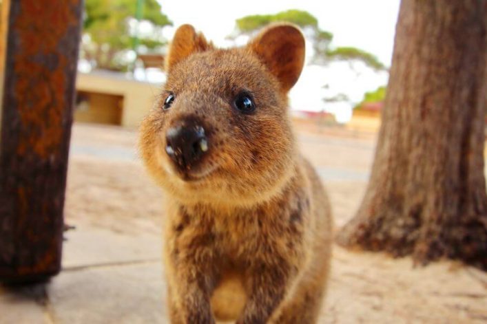 Quokka auf Rottnest Island