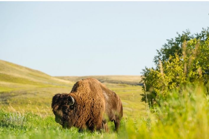Grasslands Nationalpark in Saskatchewan