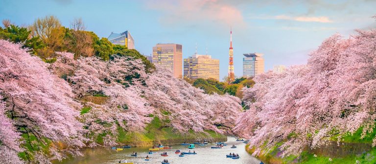 Kirschblüte in Tokio
