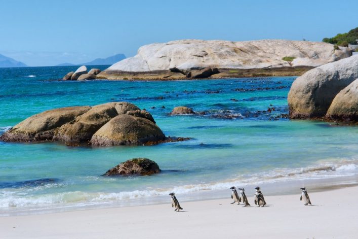 Pinguine spazieren am weißen Sandstrand entlang, während im Hintergrund das türkisfarbene Meer und große Felsen zu sehen sind. Beliebte Kreuzfahrtrouten führen entlang der malerischen Küste von Cape Town.