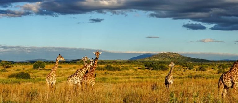 In einer weiten Savannenlandschaft stehen mehrere Giraffen vereinzelt im hohen Gras. Im Hintergrund erstrecken sich grüne Hügel unter einem Himmel mit teils dunklen Wolken und Sonnenstrahlen.