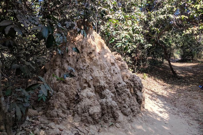 Termitenhügel im Abuko Nationalpark