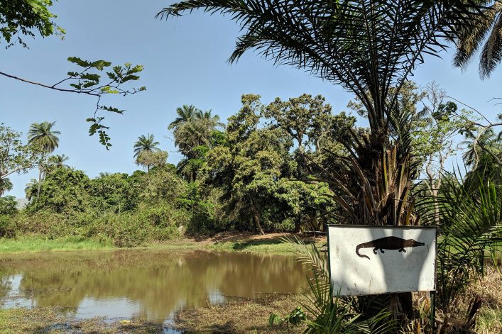 Krokodile im Abuko Nationalpark