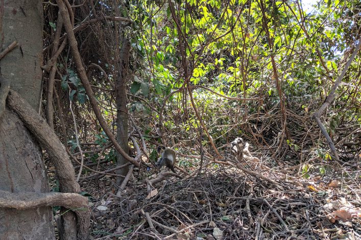 Affen im Abuko Nationalpark