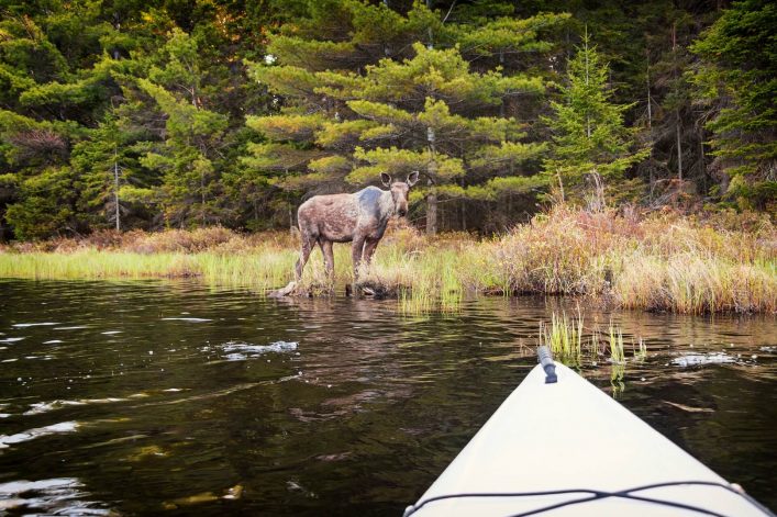 Ein junger Elch im Algonquin Provincial Park