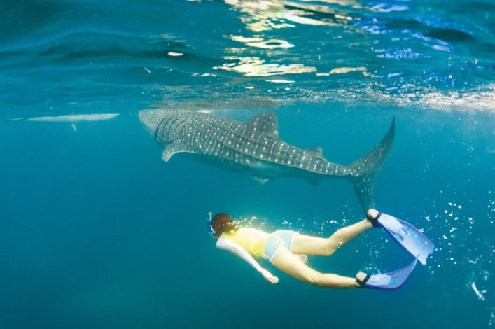 Eine Person schnorchelt in klarem, blauem Wasser rechts unten und schwimmt über einem großen, gesprenkelten Walhai, der links oben im Bild sichtbar ist. Sonnenlicht funkelt auf der Wasseroberfläche.
