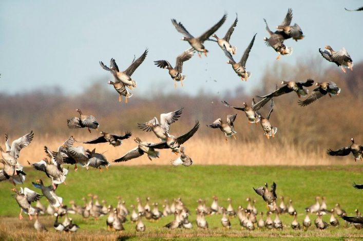 Vögel im Wattengebiet der Niederland